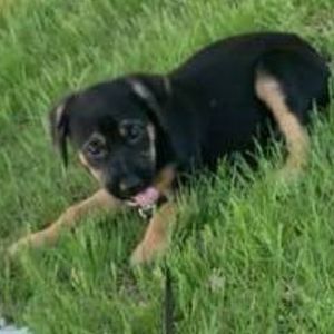 Meet your Posher, Heidi